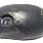 Vaikuntha Shaligram