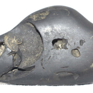 Govinda Shaligram / Rare Govinda Dashavtar Salagram