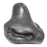 Shimshumara Shaligram