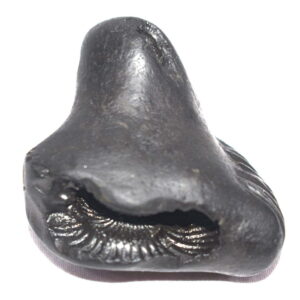 Shimshumara Shaligram