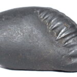 Sarvottam Matsya Shaligram