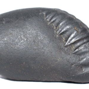 Sarvottam Matsya Shaligram
