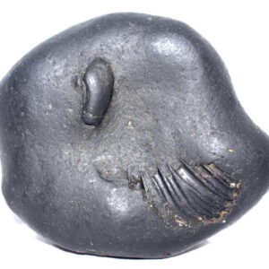 Sarvottam Laxmi Kalki Shaligram