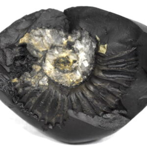 Sacred Adwaitya Golden Shweta Crystal Laxmi Kalpavriksha Sudarshan Shaligram