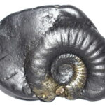 Laxmi Sudarshan Shaligram / Dwimukhi Sudarshan Salagram