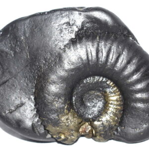 Laxmi Sudarshan Shaligram / Dwimukhi Sudarshan Salagram