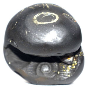 Laxmi Narayan Shaligram