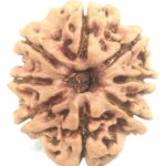 8 Mukhi Rudraksha - Collector - 23.70 mm - Nepal