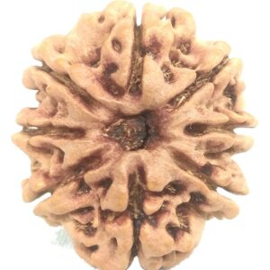 8 Mukhi Rudraksha - Collector - 23.70 mm - Nepal