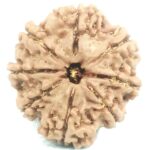 8 Mukhi Rudraksha - Collector - 24.61 mm - Nepal