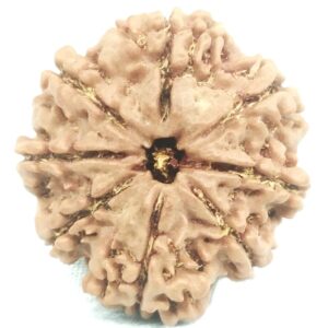 8 Mukhi Rudraksha - Collector - 24.61 mm - Nepal