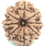 8 Mukhi Rudraksha - Collector - 24.32 mm - Nepal