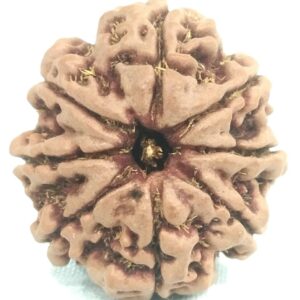 8 Mukhi Rudraksha - Collector - 24.32 mm - Nepal