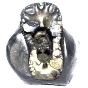 Sacred Adwaitya Golden Kamal Laxmi Dasha MahaVidya Shaligram