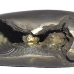 Laxmi Narsimha Shaligram