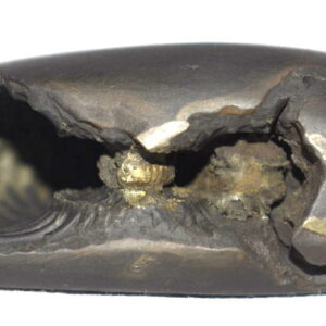 Laxmi Narsimha Shaligram