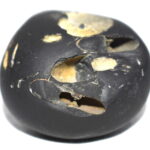 Vishvaksena Shaligram