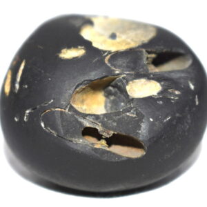 Vishvaksena Shaligram