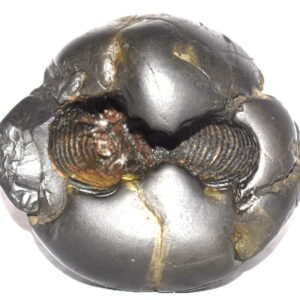 Yoga Narsimha Shaligram