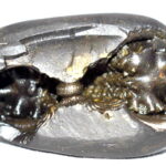 Jwala Narsimha Shaligram