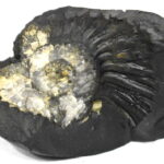 Sacred Adwaitya Golden Shweta Crystal Laxmi Sudarshan Shaligram
