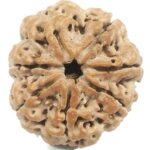 Rare Super Collector 7 Mukhi Rudraksha with Complete 7 Seeds - 30.68 mm - Nepal