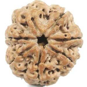 Rare Super Collector 7 Mukhi Rudraksha with Complete 7 Seeds - 30.68 mm - Nepal