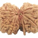 Gauri Shankar Ganesh Rudraksha - Nepal - 10 Mukhi - 32.42 mm