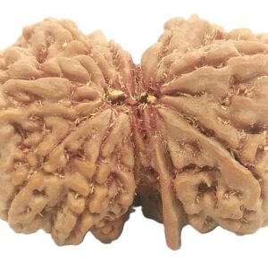 Gauri Shankar Ganesh Rudraksha - Nepal - 10 Mukhi - 32.42 mm