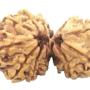 Gauri Shankar Rudraksha - Collector - 35.43 mm - 12 Mukhi - Nepal