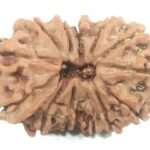 Gauri Shankar Ganesh Rudraksha - 13 Mukhi - 28.88 mm - Nepal