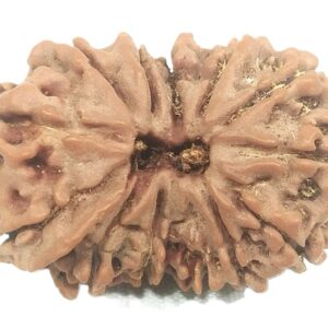 Gauri Shankar Ganesh Rudraksha - 13 Mukhi - 28.88 mm - Nepal