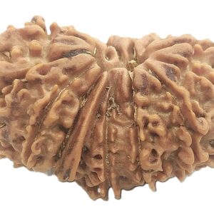 14 Mukhi Gauri Shankar Ganesha Rudraksha - 27.62 mm - Nepal