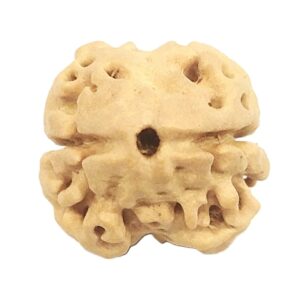 Rare 2 Mukhi Rudraksha With Two Complete Seeds - Collector - 19.45 mm - Nepal