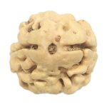 Rare 2 Mukhi Rudraksha With Two Complete Seeds - Super Collector - 23.08 mm - Nepal
