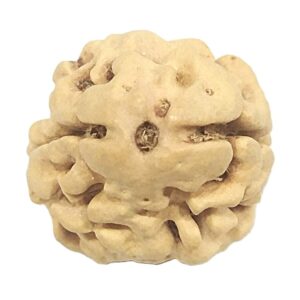 Rare 2 Mukhi Rudraksha With Two Complete Seeds - Super Collector - 23.08 mm - Nepal