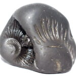 Laxmi Sudarshan Shaligram / Dwimukhi Sudarshan Salagram