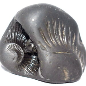 Laxmi Sudarshan Shaligram / Dwimukhi Sudarshan Salagram