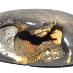 Laxmi Narsimha Shaligram