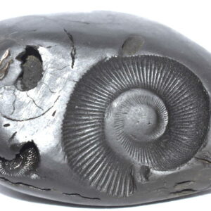 Rare Matsya Vishvaksena Shaligram