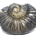 Laxmi Sudarshan Shaligram / Dwimukhi Sudarshan Salagram