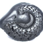 Sarvottam Laxmi KalpVriksha Varaha Shaligram
