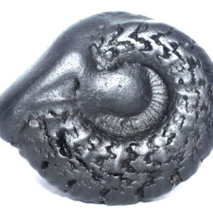 Sarvottam Laxmi KalpVriksha Varaha Shaligram