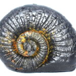 Keshav Shaligram