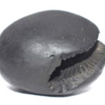 Hayagriva Shaligram