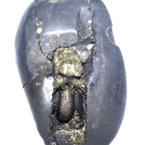 Sacred Golden Baglamukhi Shweta Kalpavriksha Dasha Mahavidya Shaligram