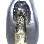 Sacred Adwaitya Golden Baglamukhi Dasha Mahavidya Shaligram