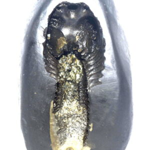 Sacred Adwaitya Golden Baglamukhi Dasha Mahavidya Shaligram