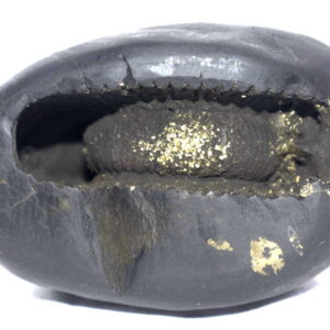Laxmi Narsimha Shaligram