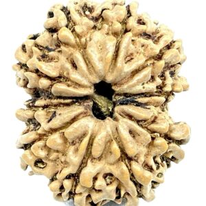 Super Collector 10 Mukhi Rudraksha - 29.70 mm - Nepal